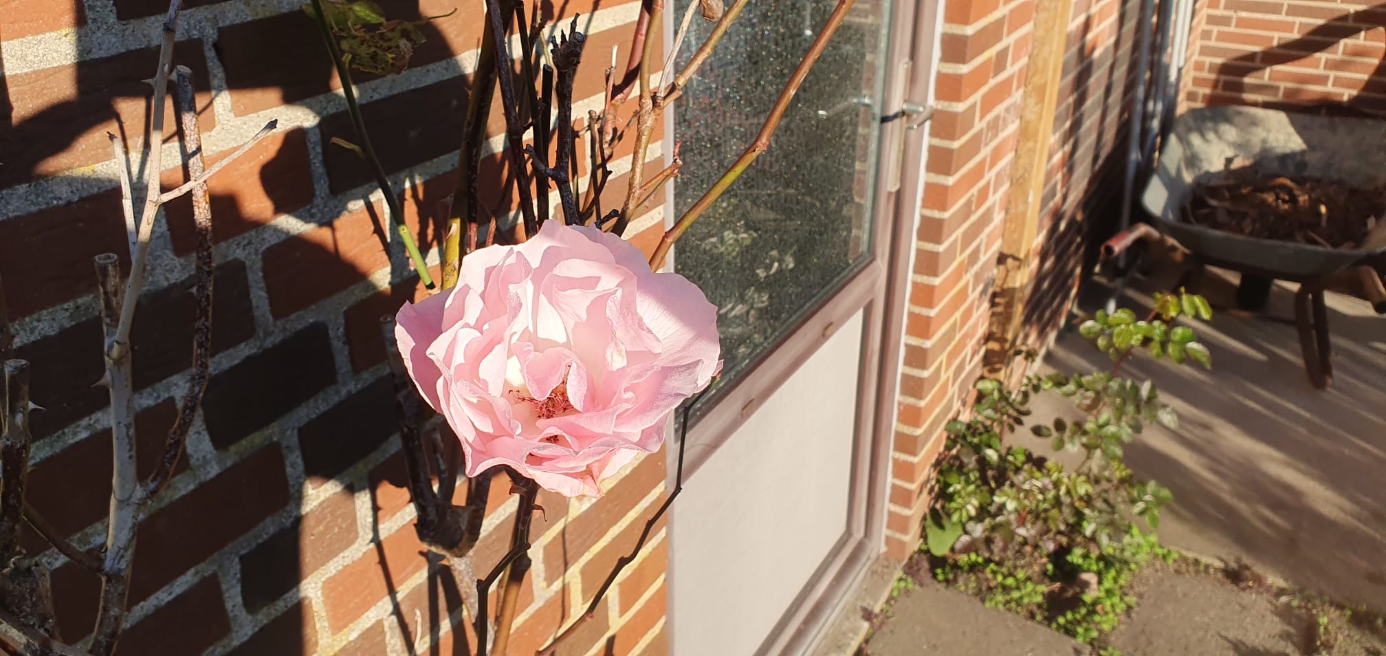 Praxis mit wunderschönen Rosen